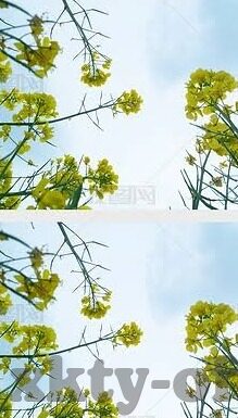 芬甲足球比分网-探秘芬甲足球比分网，球迷的数字战场与数据宝藏